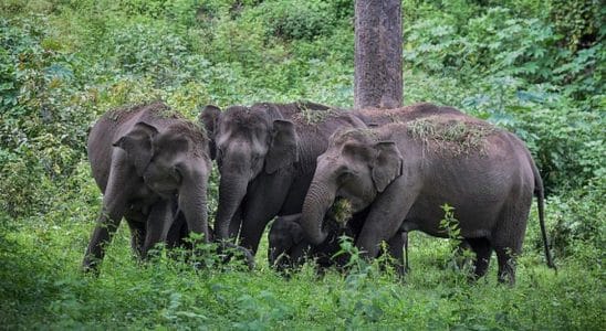 Tamil Nadu: Estes elefantes estão morrendo nas linhas de trem - a IA pode salvá-los?