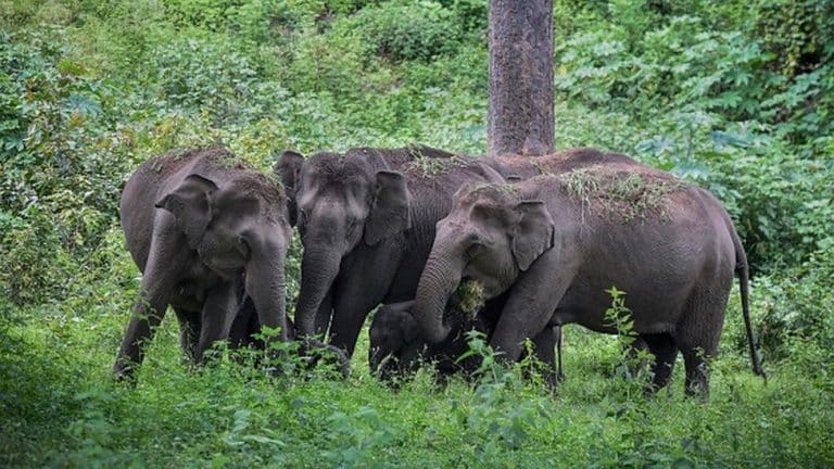 Tamil Nadu: Estes elefantes estão morrendo nas linhas de trem - a IA pode salvá-los?