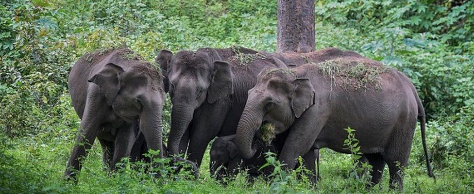 Tamil Nadu: Estes elefantes estão morrendo nas linhas de trem - a IA pode salvá-los?